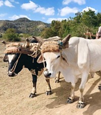 Buffalo at work in cuba