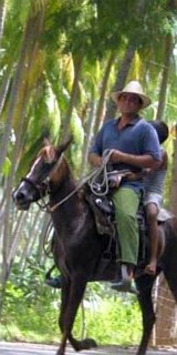 palms and horses in Cuba