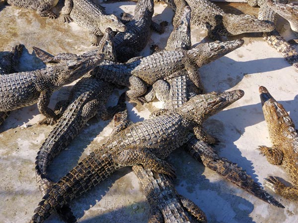 Crocodile farm in Kuba