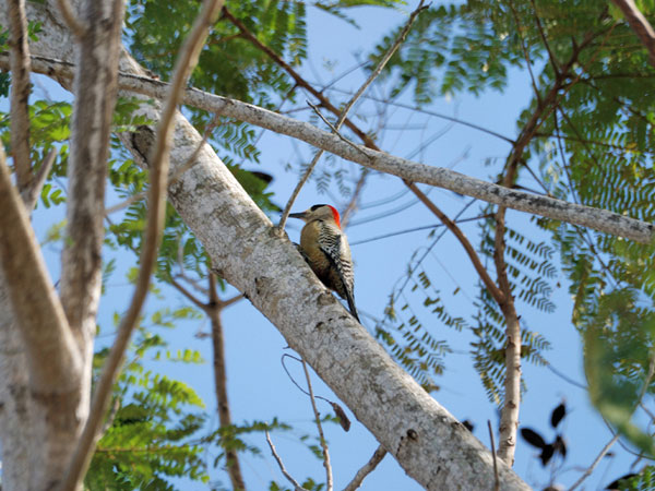 Fauna - Birds of Cuba