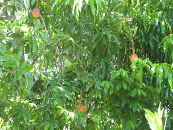 Kuba Mango Baum