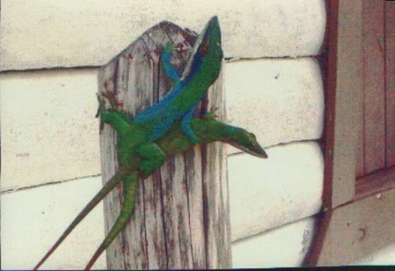 animal sex in vinales, cuba