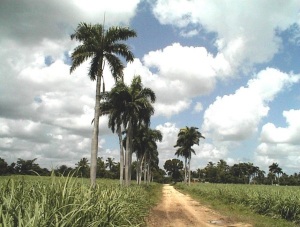 Landschaft in Kuba