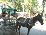 Horse carriage