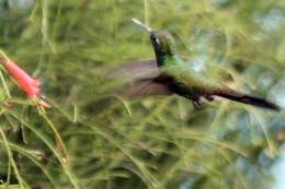 colibri hummingbird - in Cuba zunzun